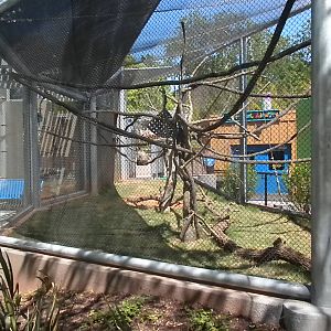 Children's Zoo - Black Handed Spider Monkey
