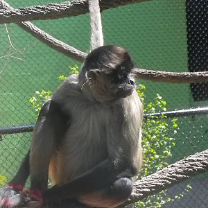 Children's Zoo - Black Handed Spider Monkey
