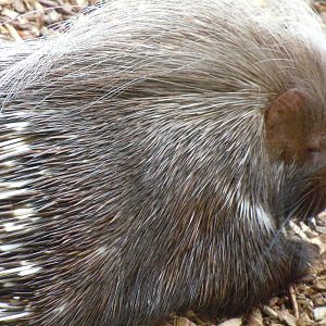crested porcupine 08/10