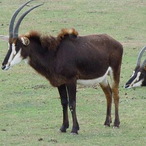 sable antelope 4 08/10