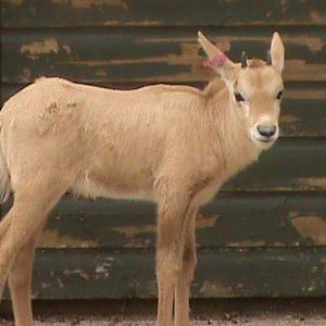 arabian oryx young 08/10