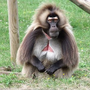 Gelada