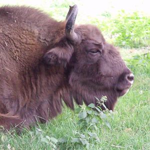 European Bison