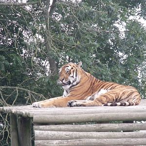 Siberian Tiger