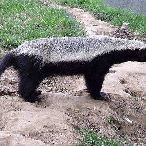 Honey Badger