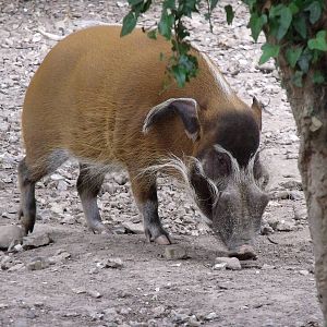 Red River Hog