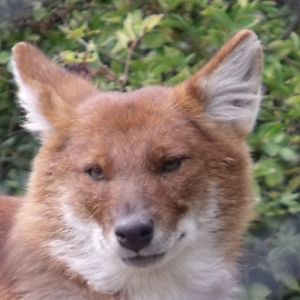 Dhole