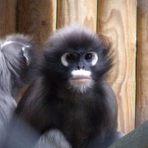 Dusky Langur