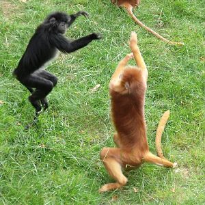 Javan Langurs