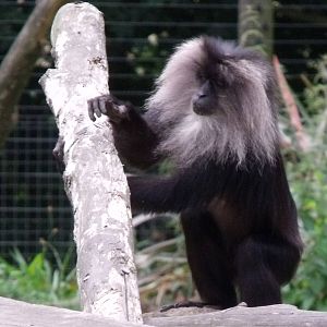 Lion Tailed Macaque