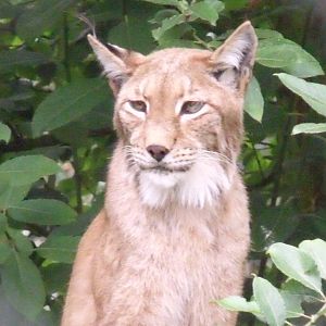 Northern Lynx