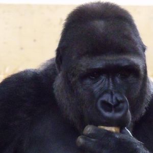 Western Lowland Gorilla
