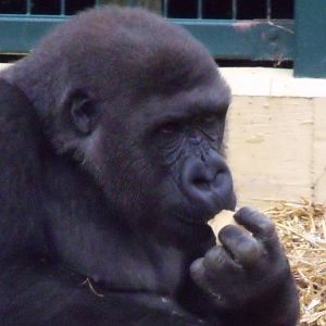 Western Lowland Gorilla