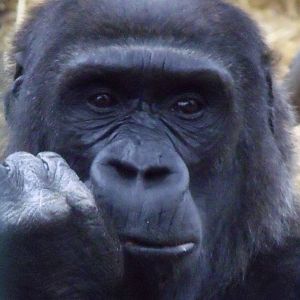 Western Lowland Gorilla