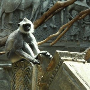 Antwerpen Zoo 08 July 2010