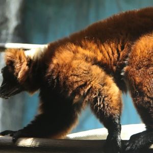 Antwerpen Zoo  08 July 2010