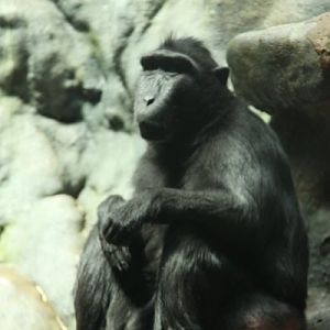 Antwerpen Zoo 08 July 2010