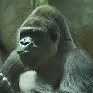 Antwerpen Zoo 08 July 2010