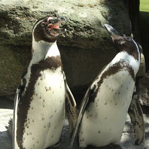 Antwerpen Zoo July 2010