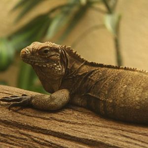 Antwerpen Zoo 08 July 2010