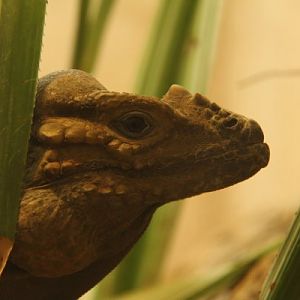 Antwerpen Zoo 08 July 2010