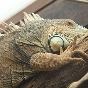 Antwerpen Zoo 08 July 2010