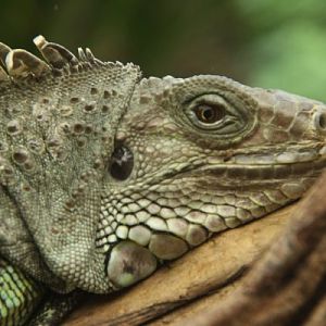 Antwerpen Zoo 08 July 2010