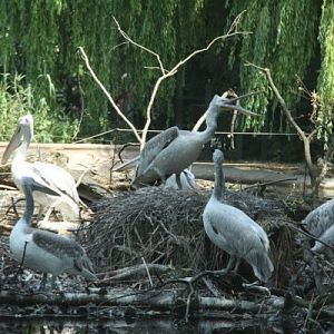 Antwerpen Zoo 08 July 2010