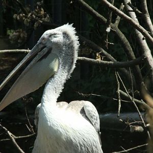 Antwerpen Zoo 08 July 2010