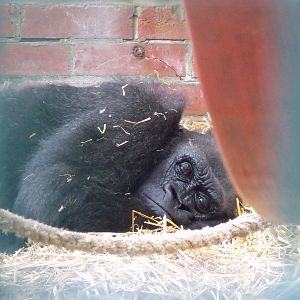 Older Female Gorilla