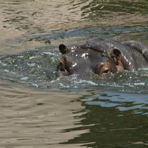 Antwerpen Zoo 08 July 2010