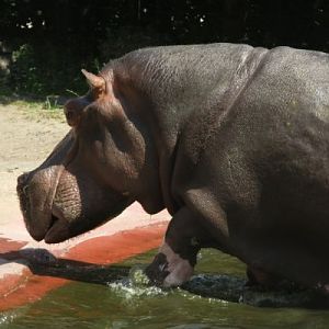 Antwerpen Zoo 08 July 2010