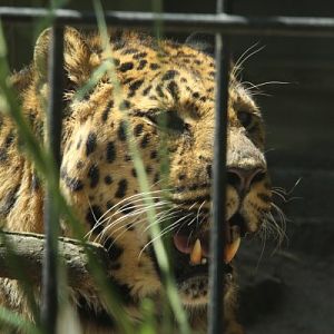 Antwerpen Zoo 08 July 2010