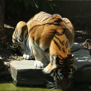 Antwerpen Zoo 08 July 2010