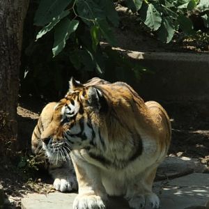 Antwerpen Zoo 08 July 2010