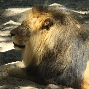 Antwerpen Zoo 08 July 2010