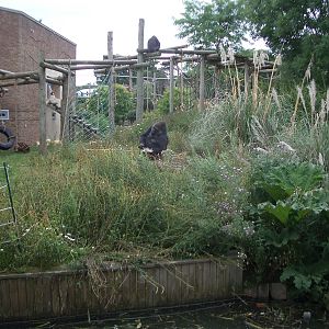 Gorilla Island - 24.07.2010