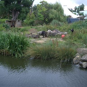 Gorilla Island - 24.07.2010