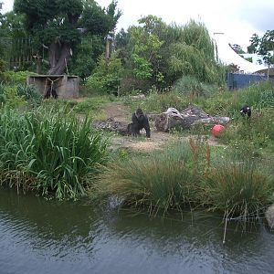 Gorilla Island - 24.07.2010