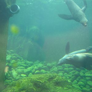 Seal and Penguin Coasts - 24.07.2010