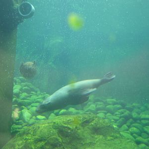 Seal and Penguin Coasts - 24.07.2010