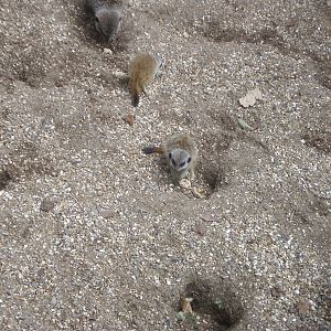 Meerkats - 24.07.2010