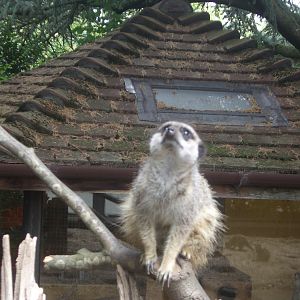 Meerkats - 24.07.2010