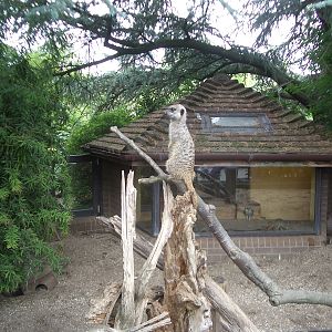 Meerkats - 24.07.2010