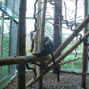 Monkey Jungle - 24.07.2010