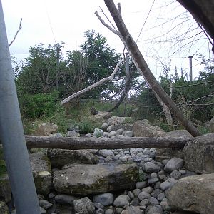 Lemur Walk-Through - 24.07.2010