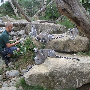 Lemur Walk-Through - 24.07.2010