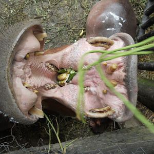 Hippo feeding