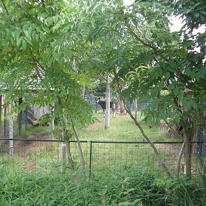 Okapi Enclosure - 24.07.2010