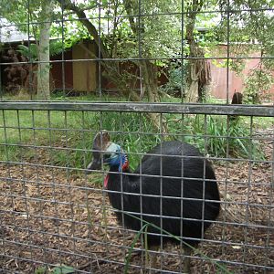 Cassowary Enclosure - 24.07.2010